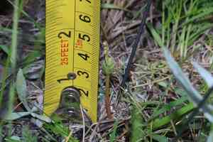Spathulate botrychium(Botrychium spathulatum)