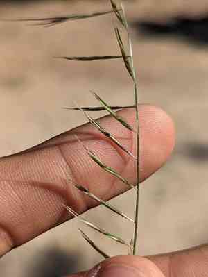 Needle grama(Bouteloua aristidoides)