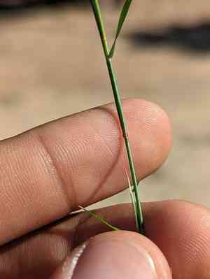 Needle grama(Bouteloua aristidoides)
