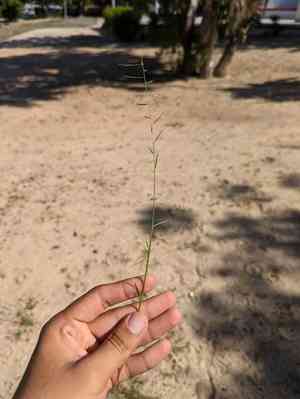 Needle grama(Bouteloua aristidoides)