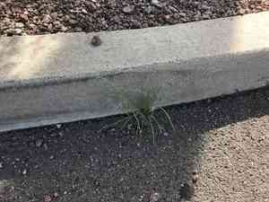 Needle grama(Bouteloua aristidoides)