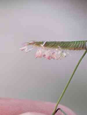 Six-weeks grama(Bouteloua barbata)