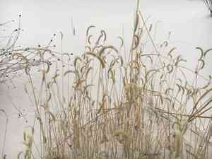 Gypsum grama(Bouteloua breviseta)