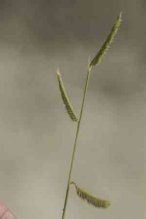 Gypsum grama(Bouteloua breviseta)
