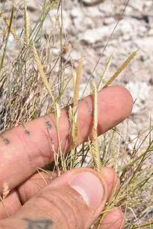 Gypsum grama(Bouteloua breviseta)