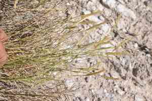 Gypsum grama(Bouteloua breviseta)