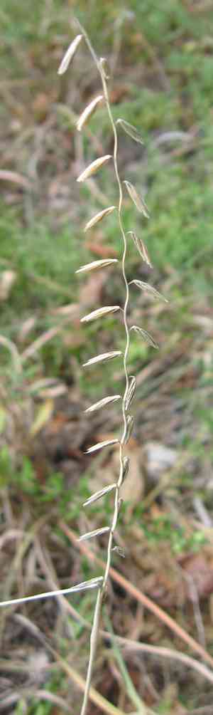 Side-Oats Grama(Bouteloua curtipendula)