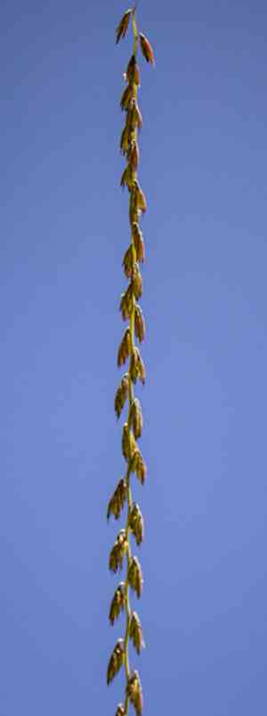 Side-Oats Grama(Bouteloua curtipendula)