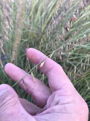 Side-Oats Grama(Bouteloua curtipendula)