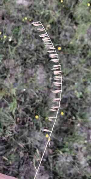 Side-Oats Grama(Bouteloua curtipendula)