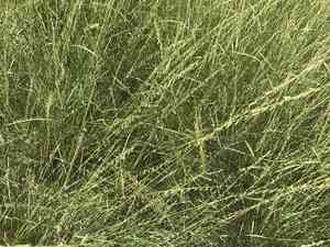 Side-Oats Grama(Bouteloua curtipendula)