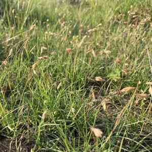 Buffalo grass(Bouteloua dactyloides)