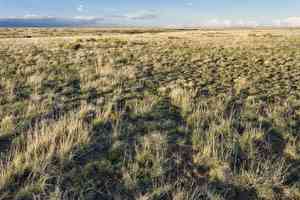 Buffalo grass(Bouteloua dactyloides)