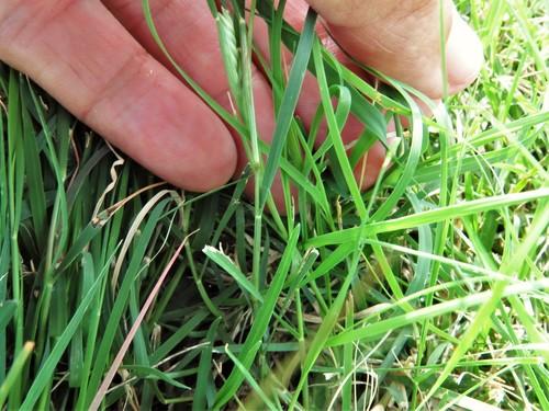 Buffalo grass