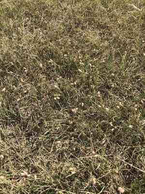 Buffalo grass(Bouteloua dactyloides)