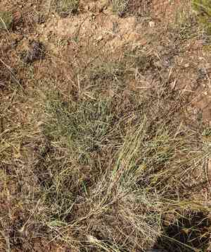 Black grama(Bouteloua eriopoda)