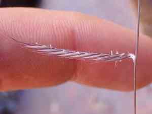 Black grama(Bouteloua eriopoda)