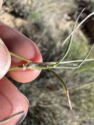 Black grama(Bouteloua eriopoda)
