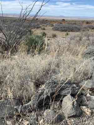 Black grama(Bouteloua eriopoda)