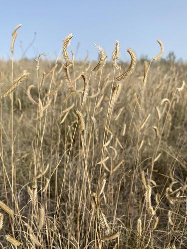 Curated visual reference: Picture Idea: Blue Grama Bouteloua Gracilis Care Guide Pests Diseases Watering