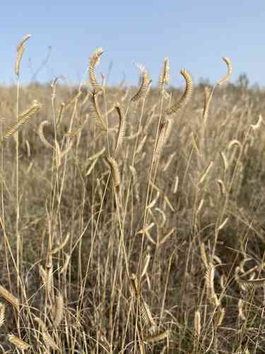Blue Grama(Bouteloua gracilis)