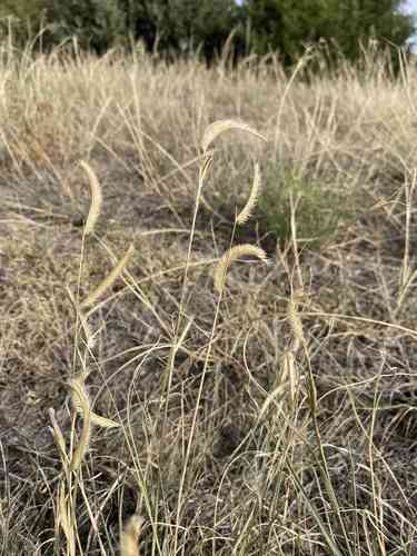 Blue Grama(Bouteloua gracilis)