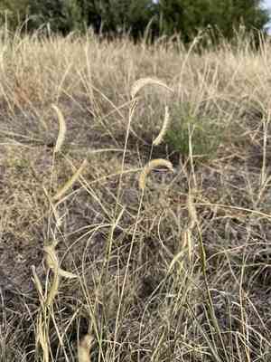 Blue Grama(Bouteloua gracilis)