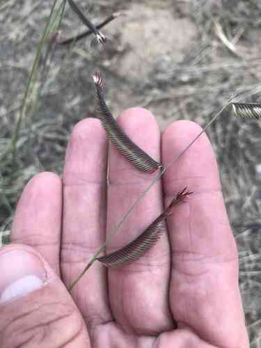 Blue Grama(Bouteloua gracilis)