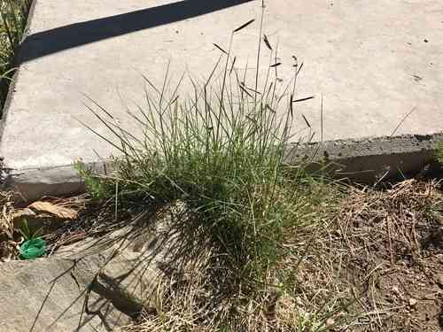 Blue Grama(Bouteloua gracilis)