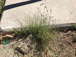 Blue Grama(Bouteloua gracilis)