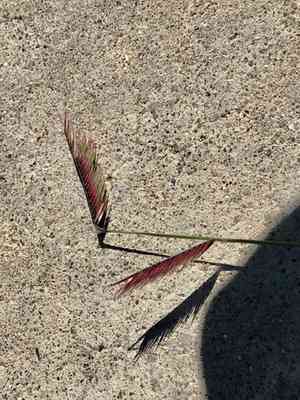 Blue Grama(Bouteloua gracilis)