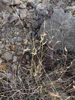 Hairy grama(Bouteloua hirsuta)