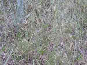 Hairy grama(Bouteloua hirsuta)
