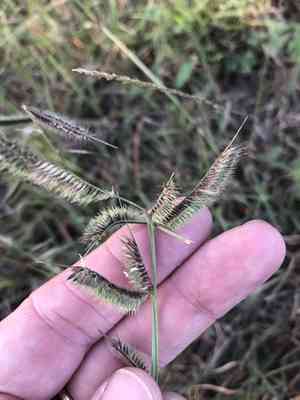 Hairy grama(Bouteloua hirsuta)