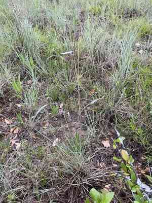 Tall grama(Bouteloua pectinata)