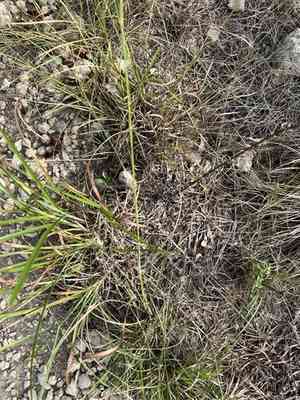 Tall grama(Bouteloua pectinata)