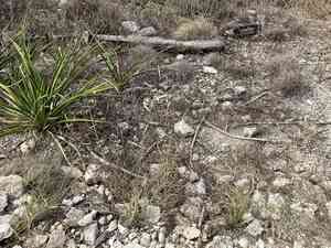 Tall grama(Bouteloua pectinata)