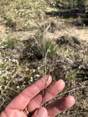 Tall grama(Bouteloua pectinata)