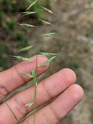 Slender grama(Bouteloua repens)