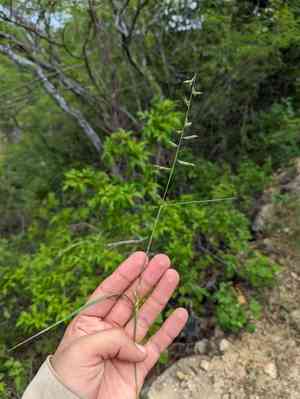 Slender grama(Bouteloua repens)