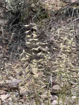 Slender grama(Bouteloua repens)