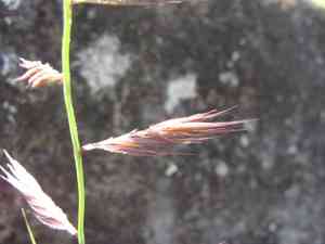 Slender grama(Bouteloua repens)