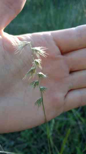 Texas grama(Bouteloua rigidiseta)