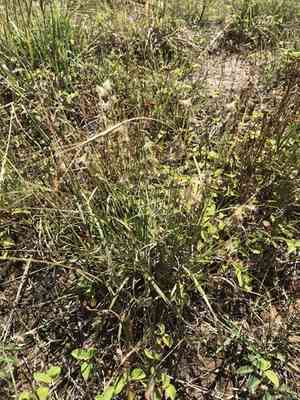 Texas grama(Bouteloua rigidiseta)