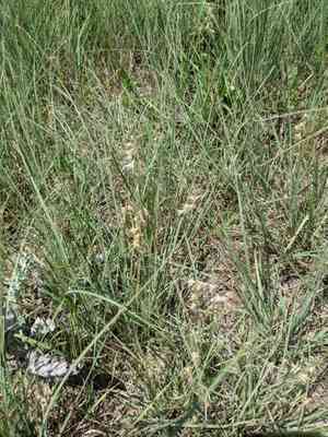 Texas grama(Bouteloua rigidiseta)