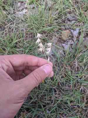 Texas grama(Bouteloua rigidiseta)