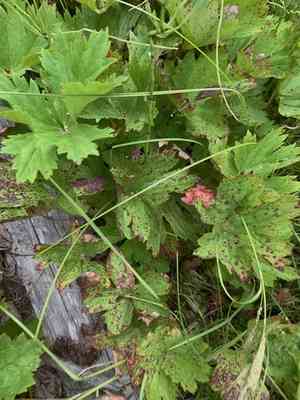 Large boykinia(Boykinia major)