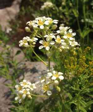 Large boykinia(Boykinia major)