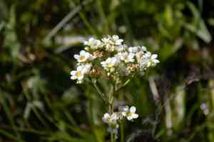 Large boykinia(Boykinia major)
