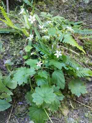 Coastal brookfoam(Boykinia occidentalis)